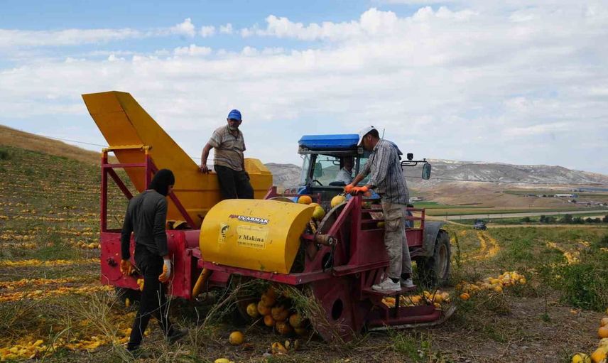 Sıcak dönemde başlayan kabak çekirdeği hasadı Polatlı'da 13 ton hedefiyle sürüyor