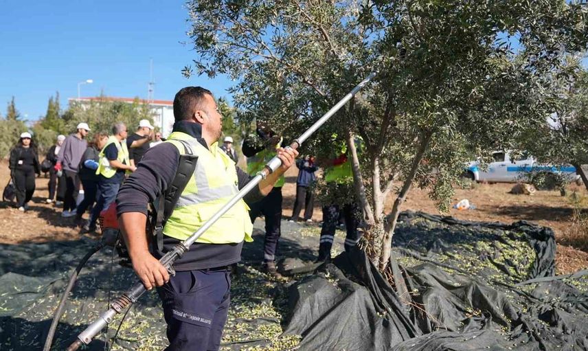 Uygulamalı eğitimle gençler zeytin hasadını sahada öğrendi
