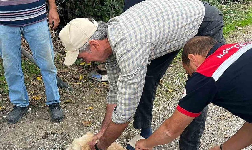 Ortaca'da kedi ve köpeklere yönelik kapsamlı kuduz aşısı çalışması