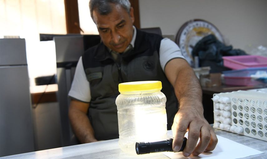 Ormanların sessiz kahramanları laboratuvarda hayat buluyor