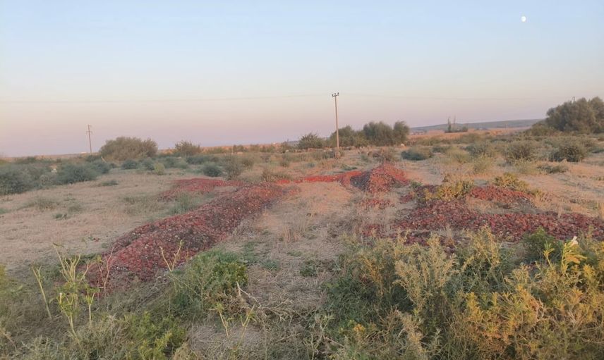 Meraya dökülen domateslerde çürüme ve taşlı topraklı karışım tespit edildi