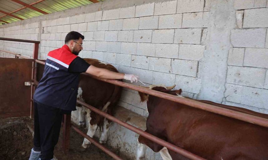 Iğdır'da sürü sağlığına öncelik: aşı ve dezenfeksiyon çalışmaları hızlandı