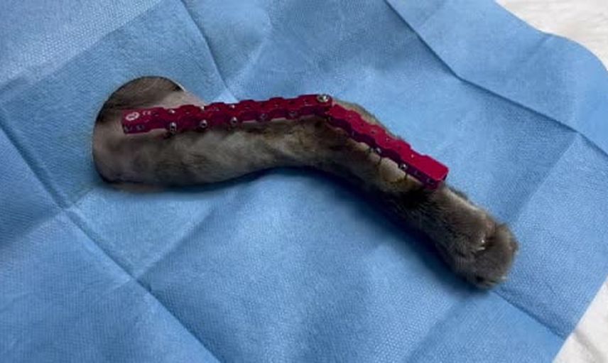kurtarılan 'Mars' dört günde ayağa kalktı: bölgede ilk uygulamayla hızlı iyileşme