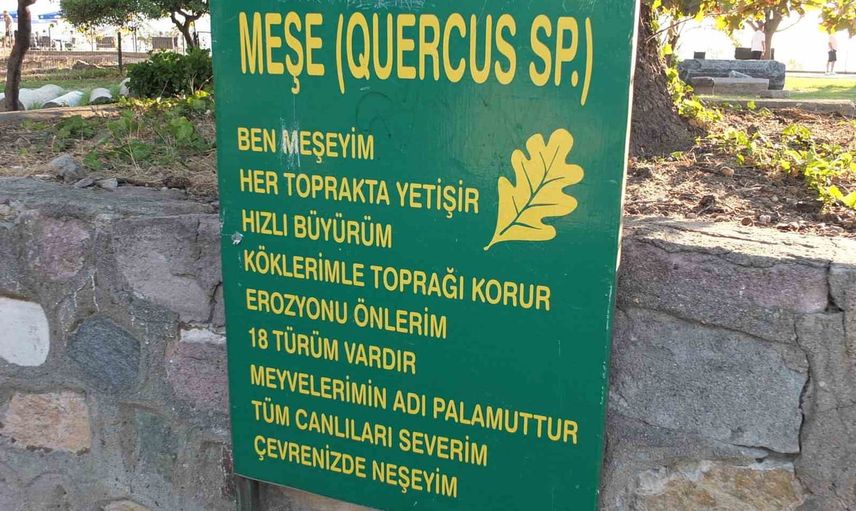 Ören sahilindeki asırlık meşe ağaçlarına kimlik verildi