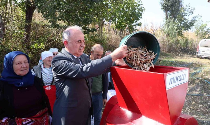 Akkuş'ta şeker fasulyesi üretimi desteklerle 14 yılda hızla büyüdü