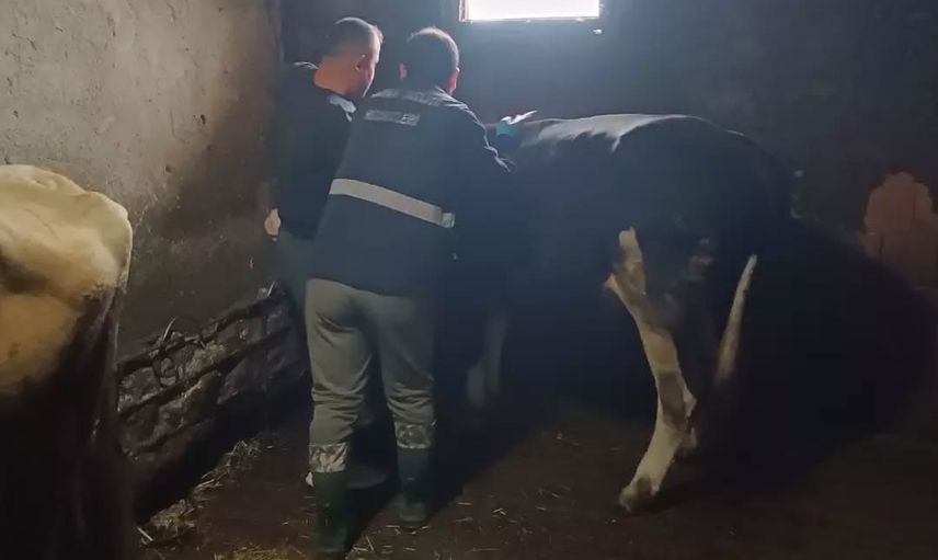 Yığılca'da büyükbaşlarda koruma amaçlı şap ve bruselloz aşılaması