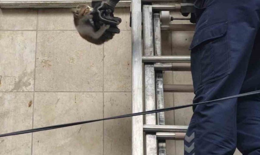 İtfaiyenin müdahalesiyle İskenderun'da mahsur kalan hayvanlar kurtarıldı