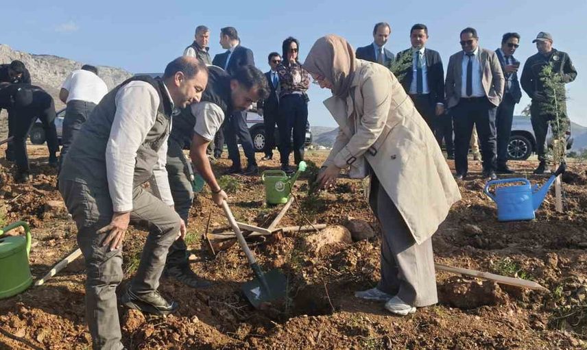 Silifke'de hatıra ormanı bin serviyle yeniden hayat buldu