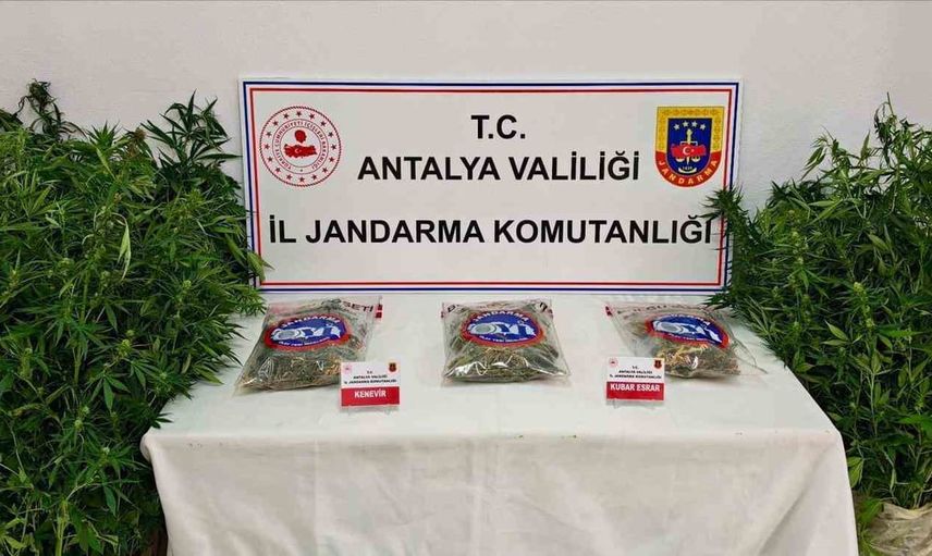 Gazipaşa ormanında yasa dışı kenevir operasyonu: 146 kök ele geçirildi
