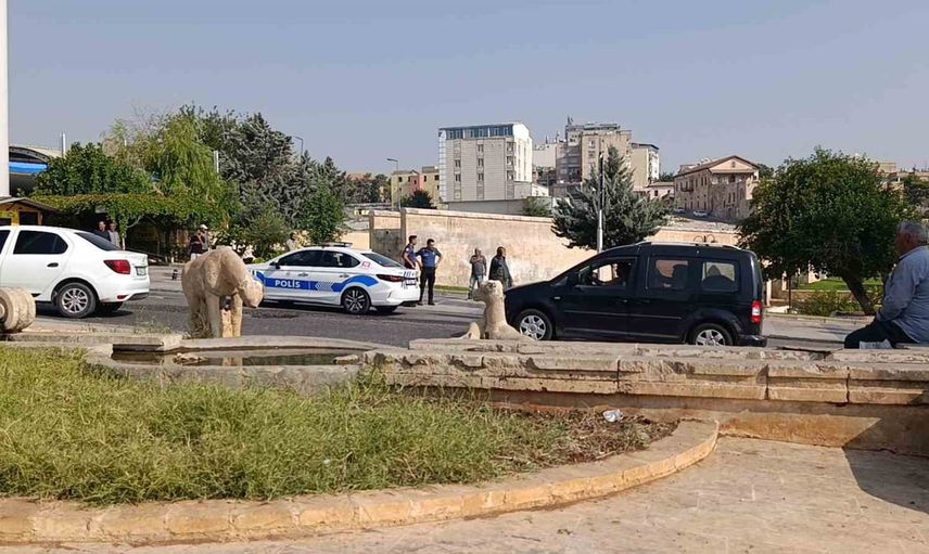 Şanlıurfa'da kovalamaca: polis aracına bıçaklı saldırının faili yakalandı