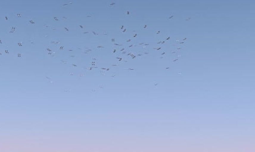 Düden Gölü'nde leyleklerin havadaki ritmi dronla kaydedildi