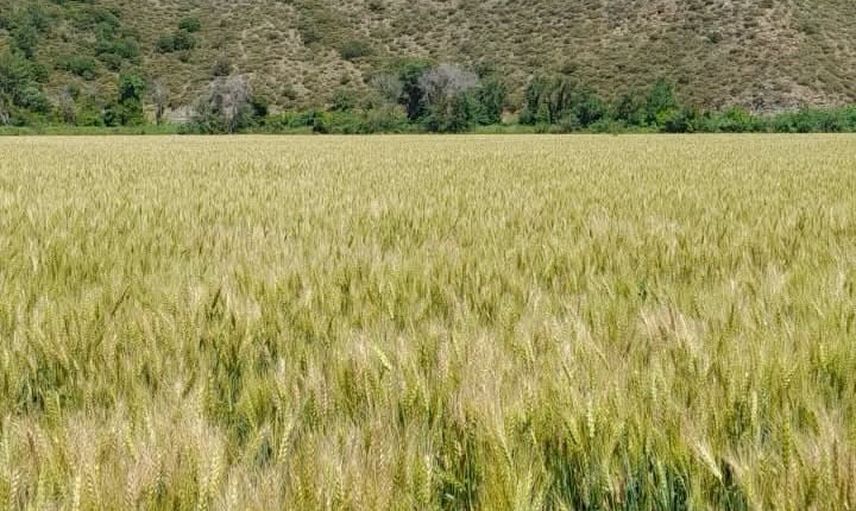 Dalaman'da on bin dekara yakın alanda yerli buğday tohumu sertifikalandı