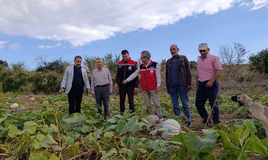 Tekirdağ’da sonbaharın tatlısı tarladan sofraya hazırlanıyor