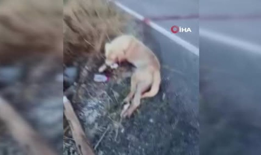 Görev dönüşünde fark ettikleri yaralı köpeği sağlık ekipleri kurtardı