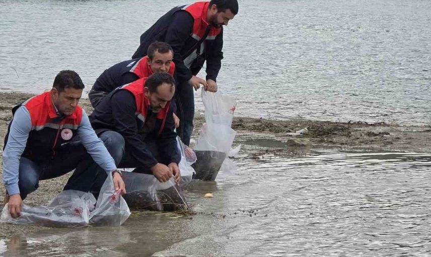 Havza göletleri için 110 bin yavru sazan suyla buluşturuldu