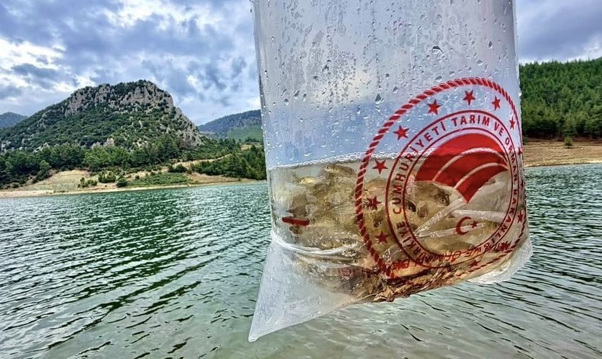 Göller canlanıyor: Mersin'de 347 bin yavru sazan suyla buluştu