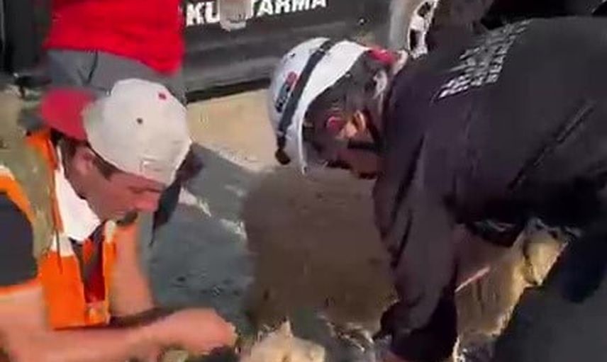 Kaş'ta yangında alevlerin arasından hayvanlar kurtarıldı