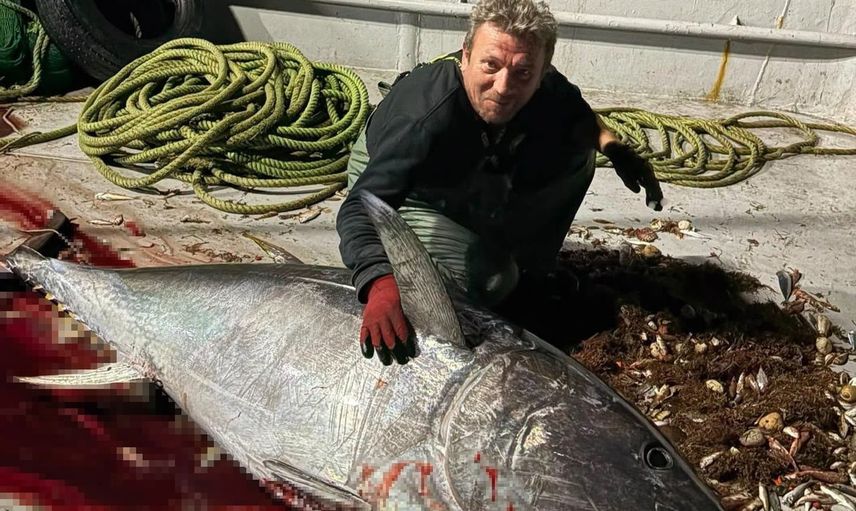 Saros Körfezi'nde tekneye güçlükle çıkarılan 175 kiloluk orkinos