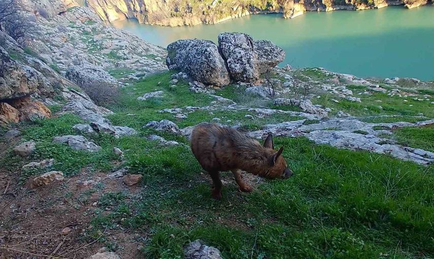 Çizgili sırtlanların yaşam alanını bozanlara 5 milyon liraya kadar tazminat ve para cezası