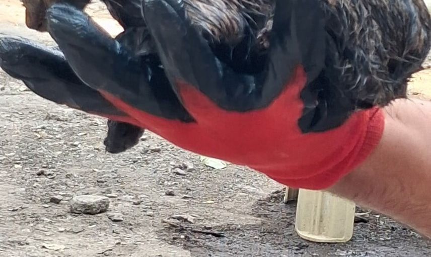 Patnos'ta zifte saplanan yavru kedi itfaiyenin müdahalesiyle hayata döndü