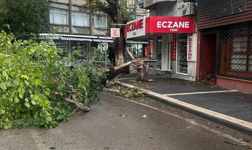 Şiddetli rüzgâr Erdek Pazar Meydanı'nda ağacı gövdesinden kırdı