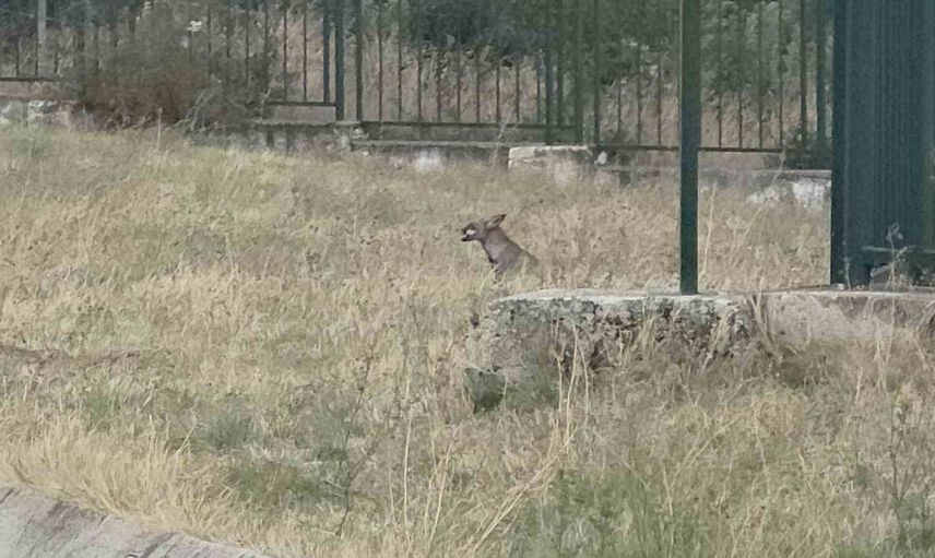 Hamzabeyli sınır kapısında aç kalan tilkiye sıra bekleyenlerden bisküvi yardımı