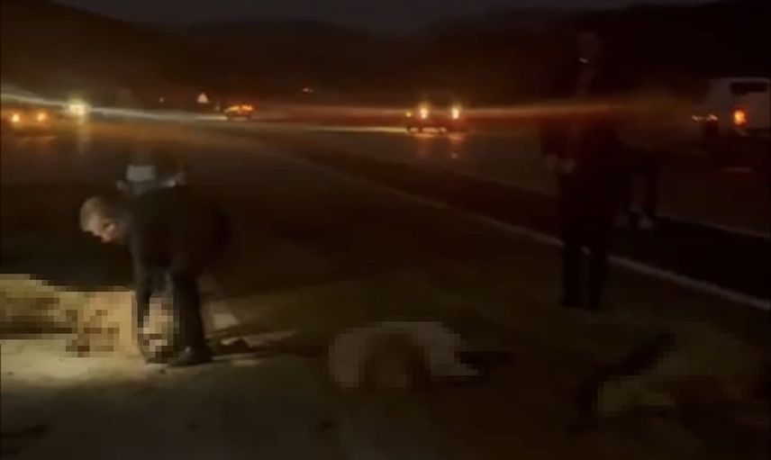 Yüksekova'da yola inen sürü trafiği kesti: 4 kişi yara almadan kurtuldu, 20 küçükbaş telef oldu