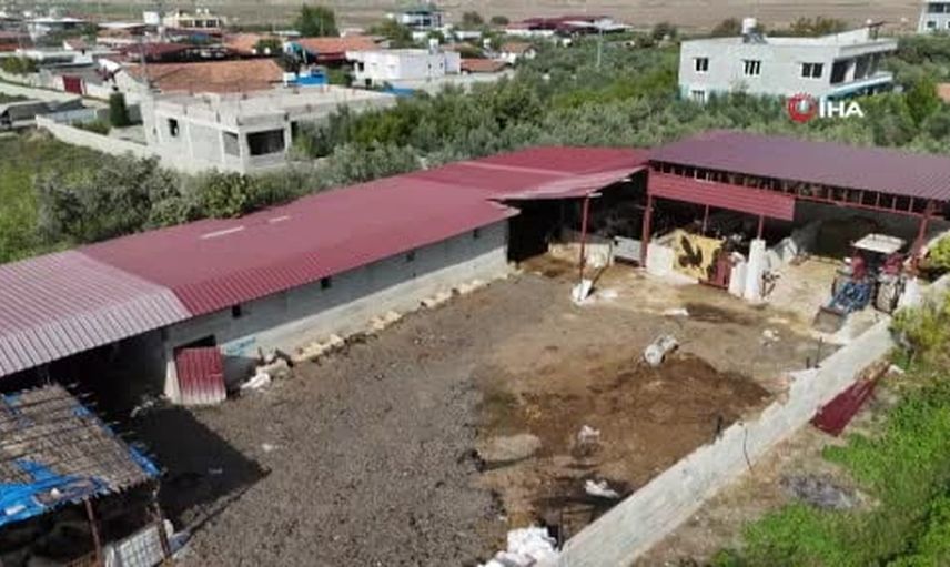Kırıkhan'da hayvancılık darbe aldı: ağız köpüğüyle başlayan SAT-1 şapı pazarları durdurdu