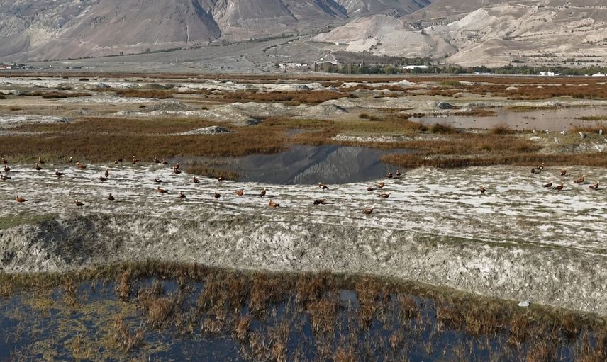 Erzincan Ekşisu Sazlığı'nda sonbahar hazırlığı: kuşların göç öncesi görüntüleri