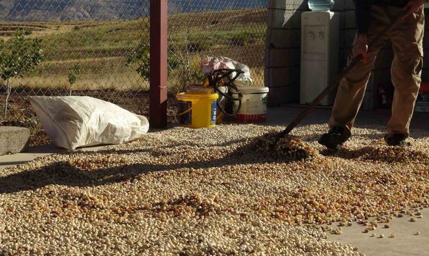 Gercüş'te fıstık sezonu: bahçeden tesise destekle yükselen gelir