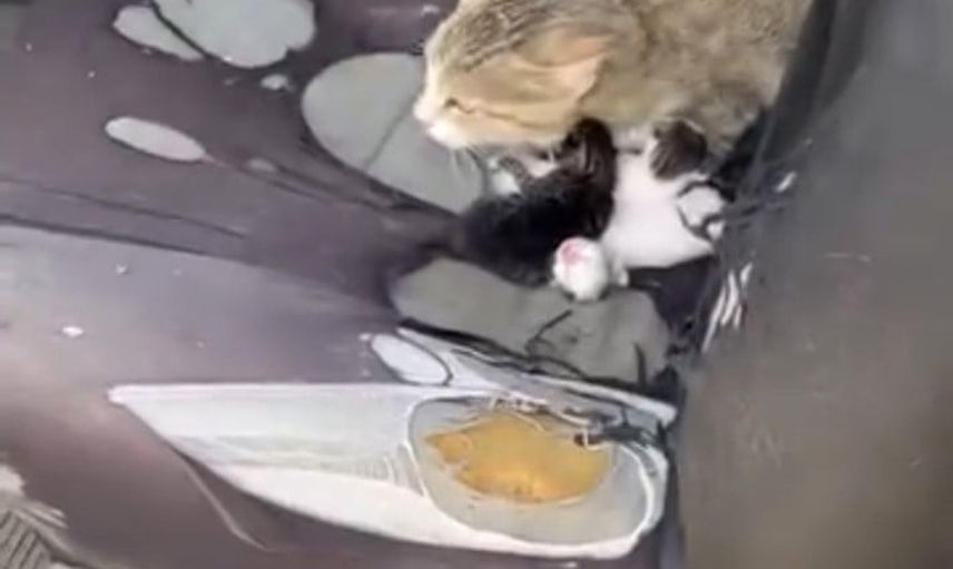 Tarsus'ta açık kalan otomobilde kedi yavruladı
