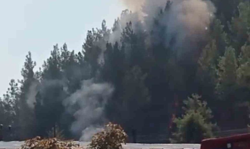 Karabük’te alevler ormana sıçramadan durduruldu; yanıkları olan kaplumbağa koruma altına alındı