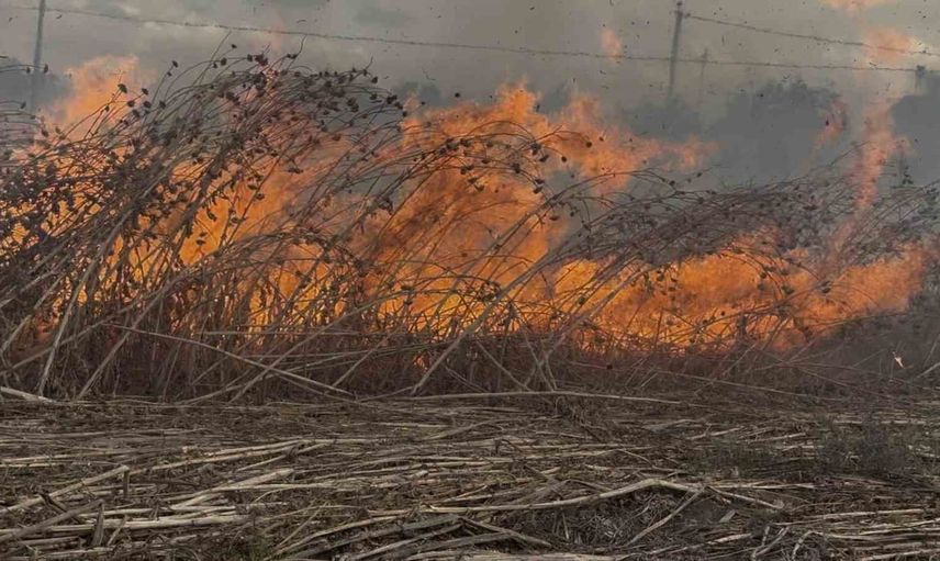 Duman yolu kapattı: Tekirdağ Muratlı'da mera yangını kontrol altına alındı