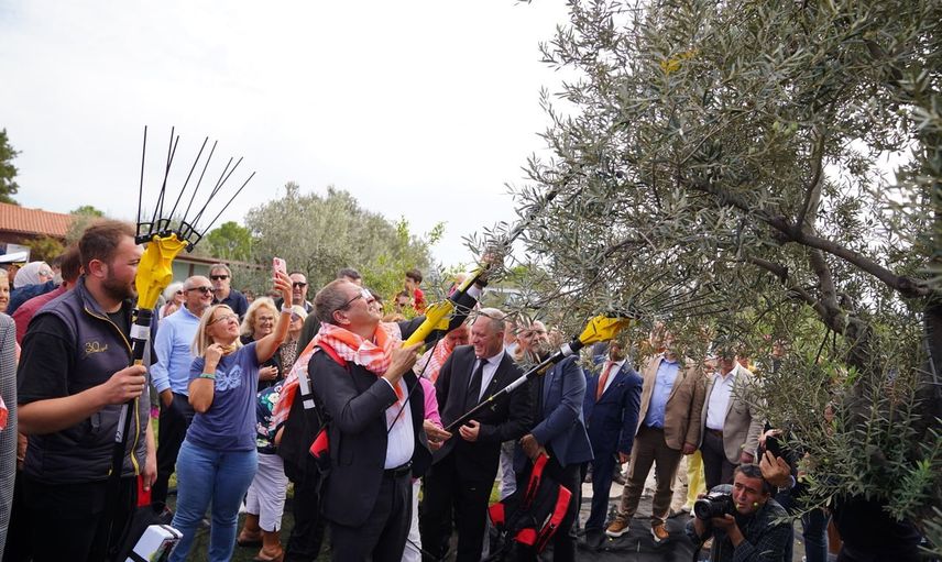 Ayvalık, zeytin hasadı ve 21. uluslararası festival için cumhuriyet haftasında buluşuyor