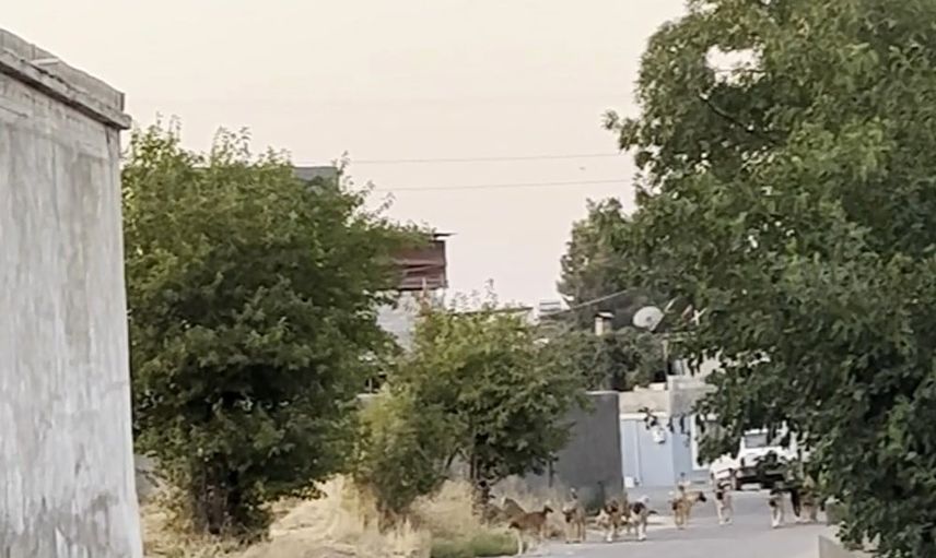 Gaziantep'te Oğuzeli sakinlerini tedirgin eden sürü halinde başıboş köpekler