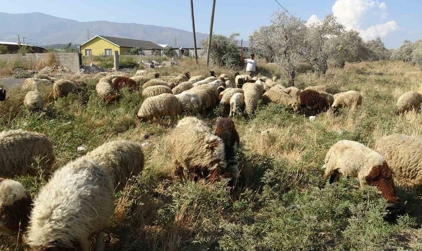Kavurucu sıcakta çobanlık: su tüketimi ve eleman sıkıntısı öne çıkıyor