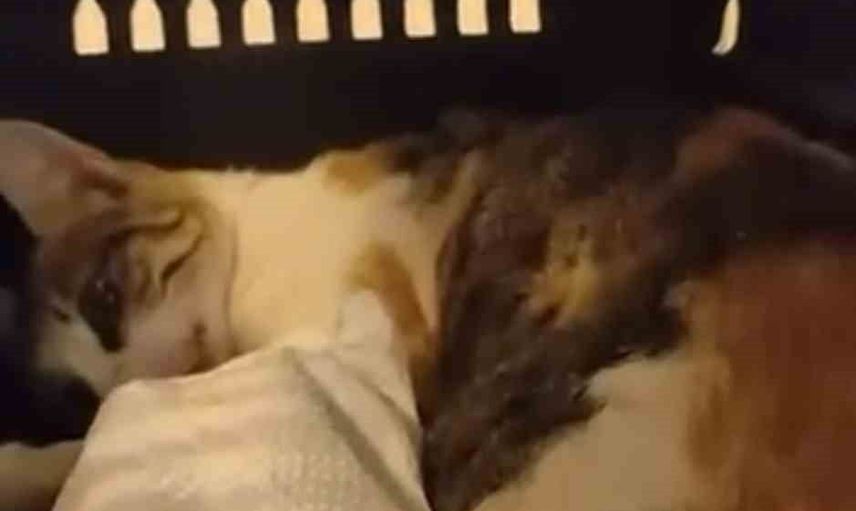 Sahilde rapala saplanan kedi son anda kurtarıldı