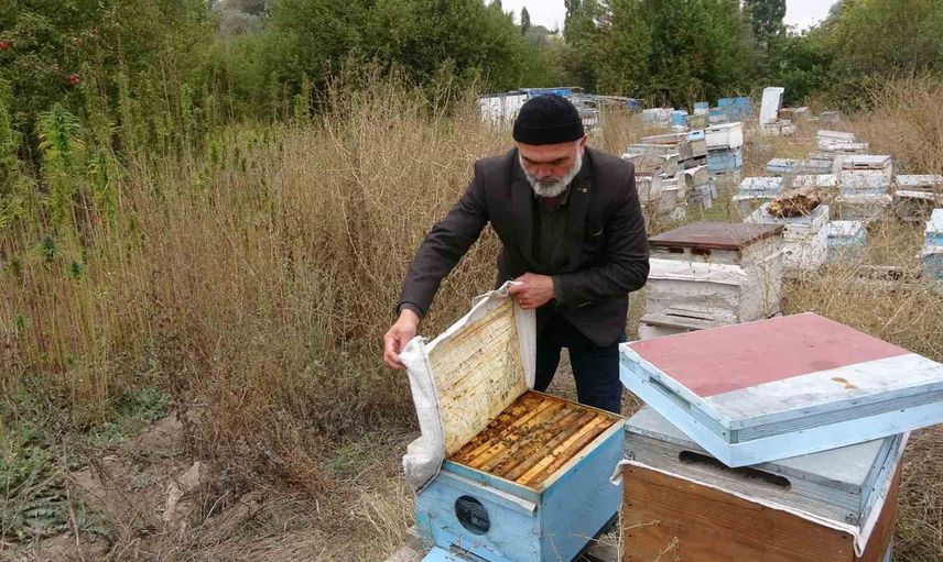 Kenevir tarlası arılara ilaçsız koruma sağladı: Yozgat’ta kenevir balı umut veriyor