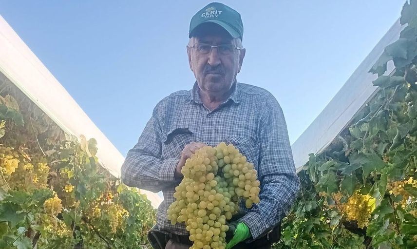 Sarıgöl bağında 5,5 kiloluk salkımın öyküsü