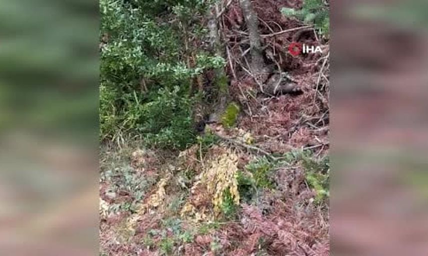 Sakarya'da mantar toplayanların görüntülediği nadir baran engereği