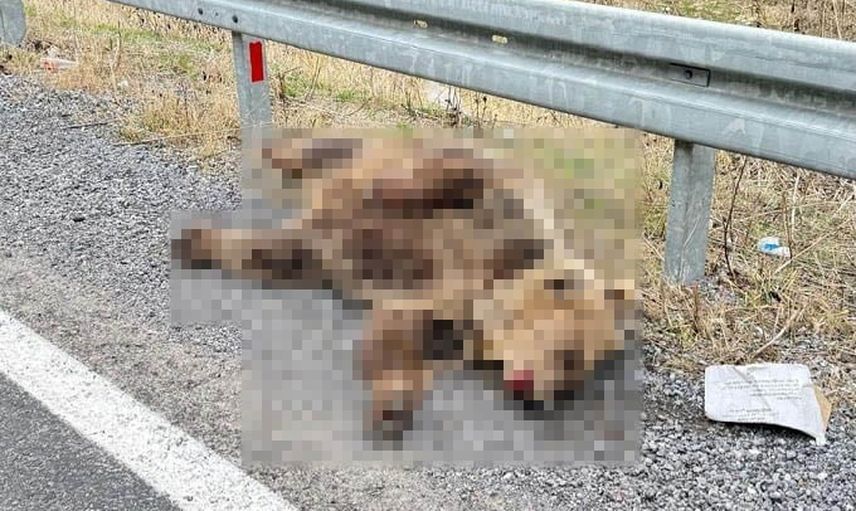 Erzincan'da yol kenarında bulunan ayı yapılan incelemede telef çıktı