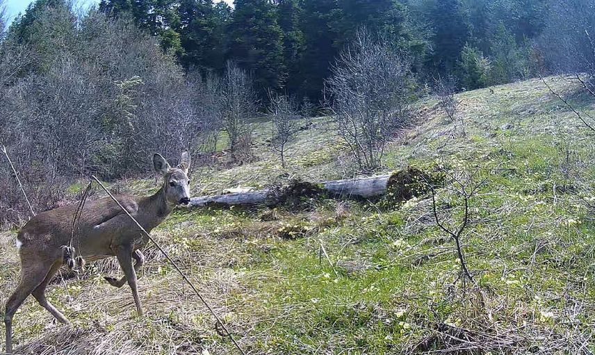 Ormanın gizli kameraları: Kastamonu'da karaca, ayı ve yaban domuzu görüntülendi