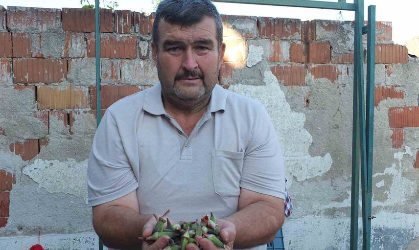 Burhaniye'de kınalı bamya üreticinin yüzünü güldürdü