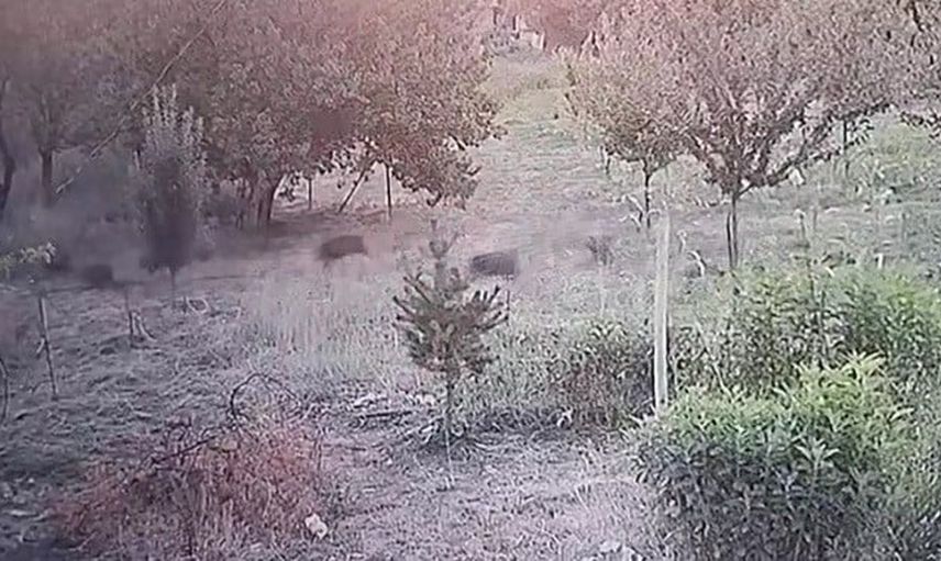Mahalle sınırına kadar inen domuz sürüsü kayısı bahçesinde görüntülendi
