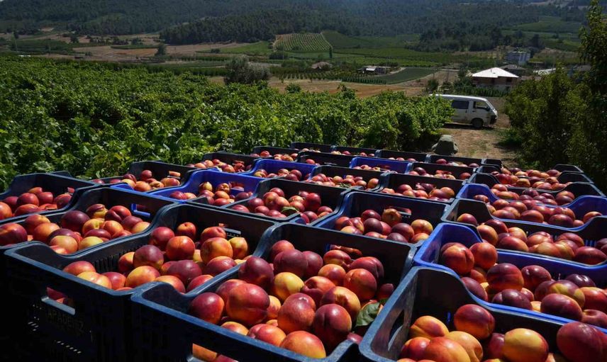 Üreticinin emeği yurt dışına: Bilecik'te nektarin hasadı iç pazarı karşılamıyor