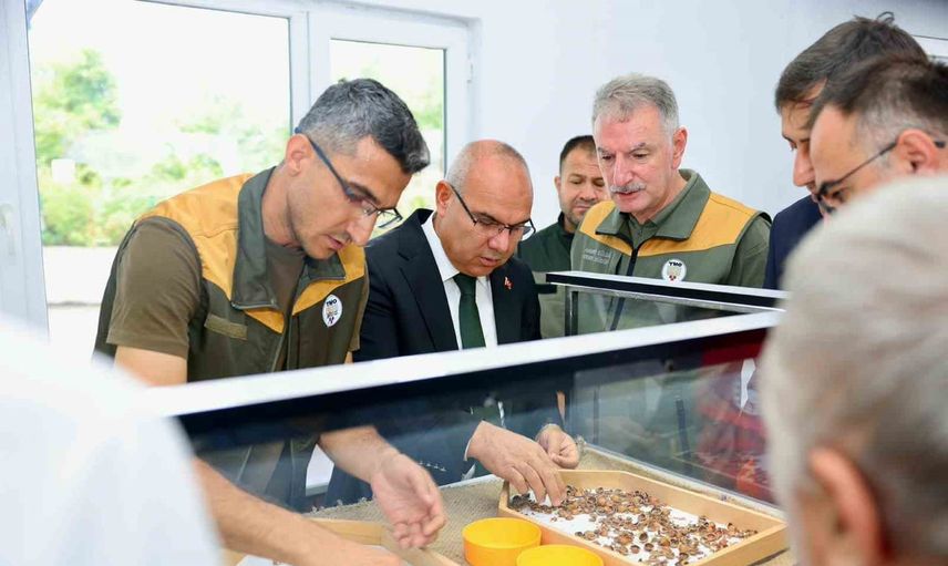 TMO Giresun'da kabuklu fındık alım sezonunu başlattı, merkez ve kriterler açıklandı