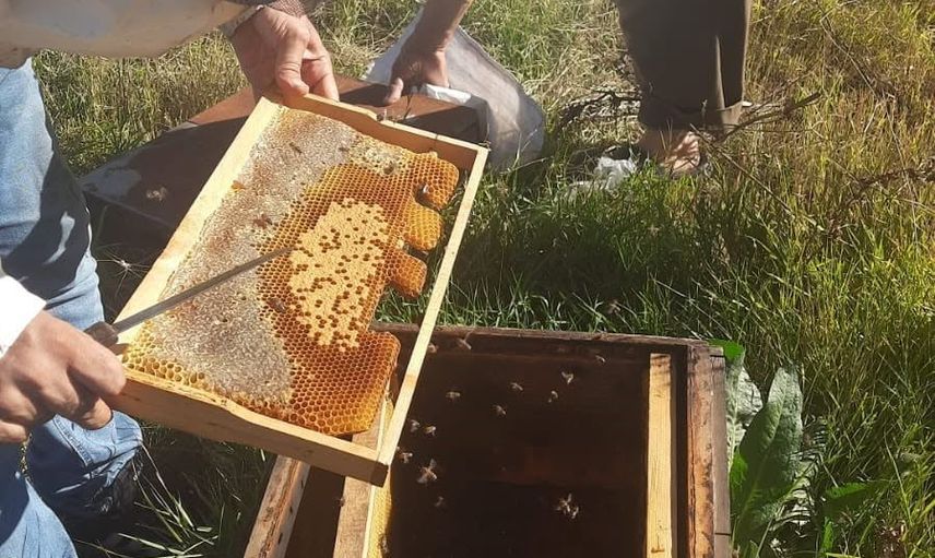 Kars’ta arıcılığı güçlendiren saha hamlesi: kovan başına 250 TL’ye kadar destek