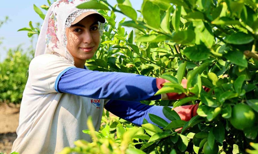 Çukurova'da tarım emekçileri için yeni günlük ücret kararı