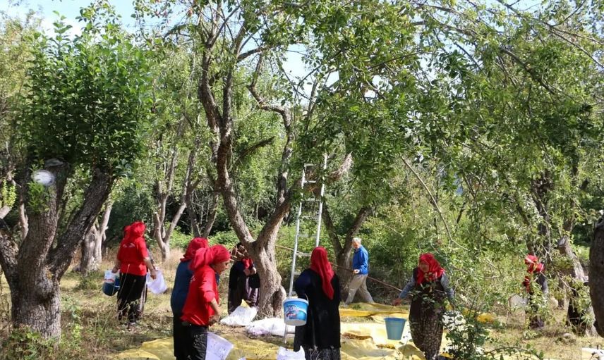 Bolu’da orman meyveleri kooperatifte kazanca dönüştü