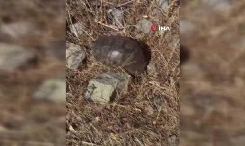 Tunceli kırsalında susayan kaplumbağaya karpuz ikramı